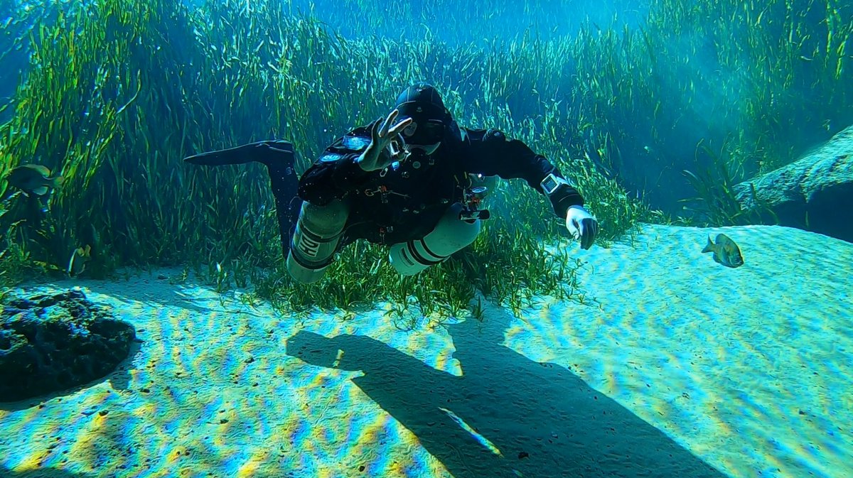 Diver giving an OK sign while swimming through a seagrass bed